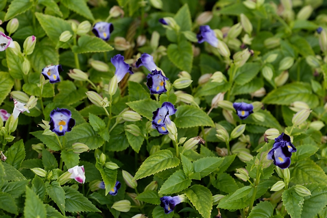 Suan Luang-JUN14-112